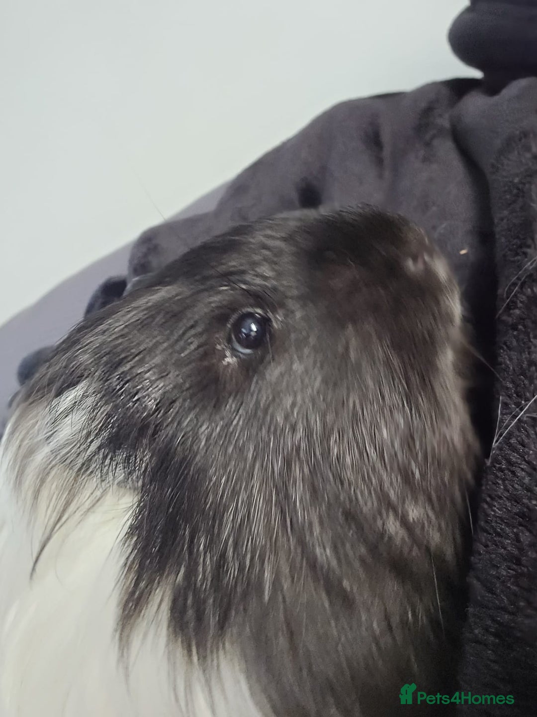 Guinea Pig rodents for sale: 4 mnth old male GPig with Cage, Food & Bedding - Advert 4