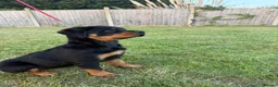 Rottweiler dogs for sale: Beautiful female Rottweiler puppy - Advert 3
