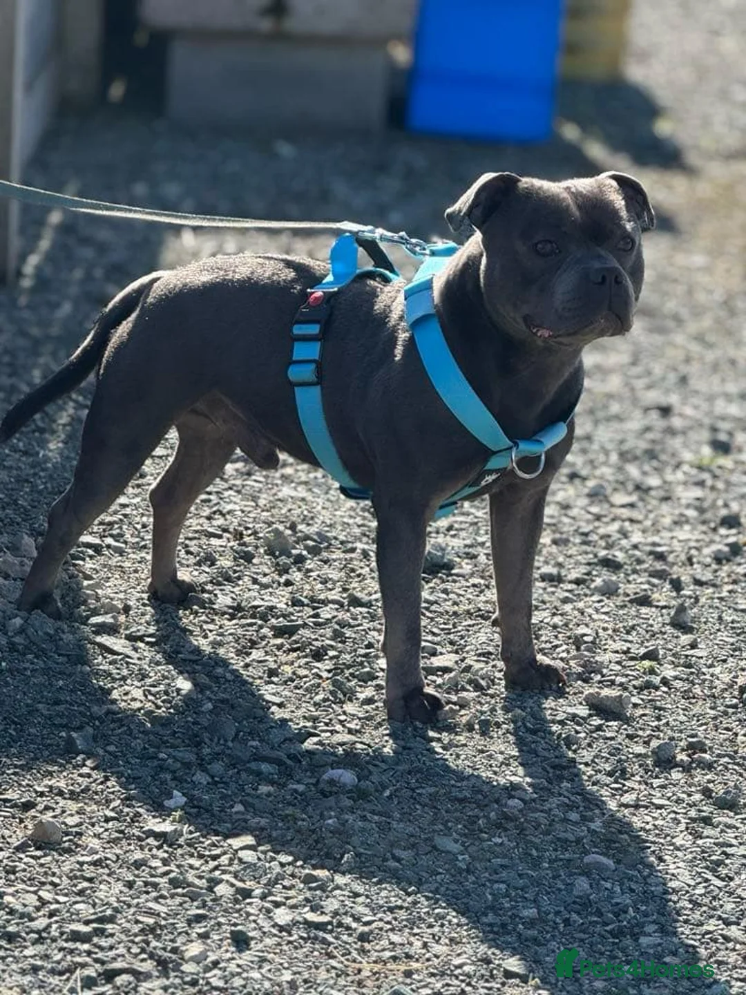 Staffordshire Bull Terrier dogs for stud: EXCEPTIONAL STUD. (litter brother to boss)  in Crewe - Advert 3