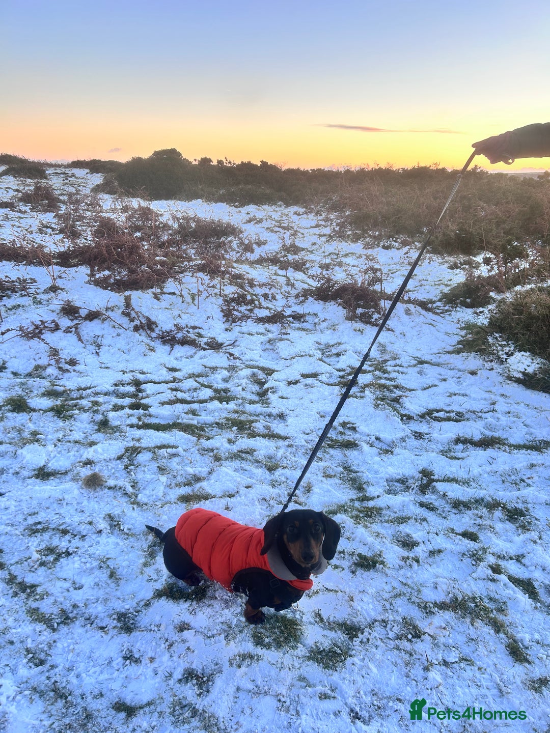 Miniature Dachshund dogs for sale: Pedigree Female Minature Dachshund - Advert 9