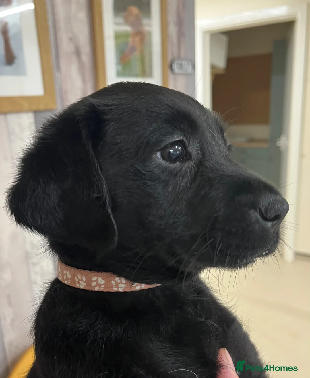 Labrador Retriever dogs for sale: Health Tested Parents Excellent FTCh Pedigree  - Advert 10