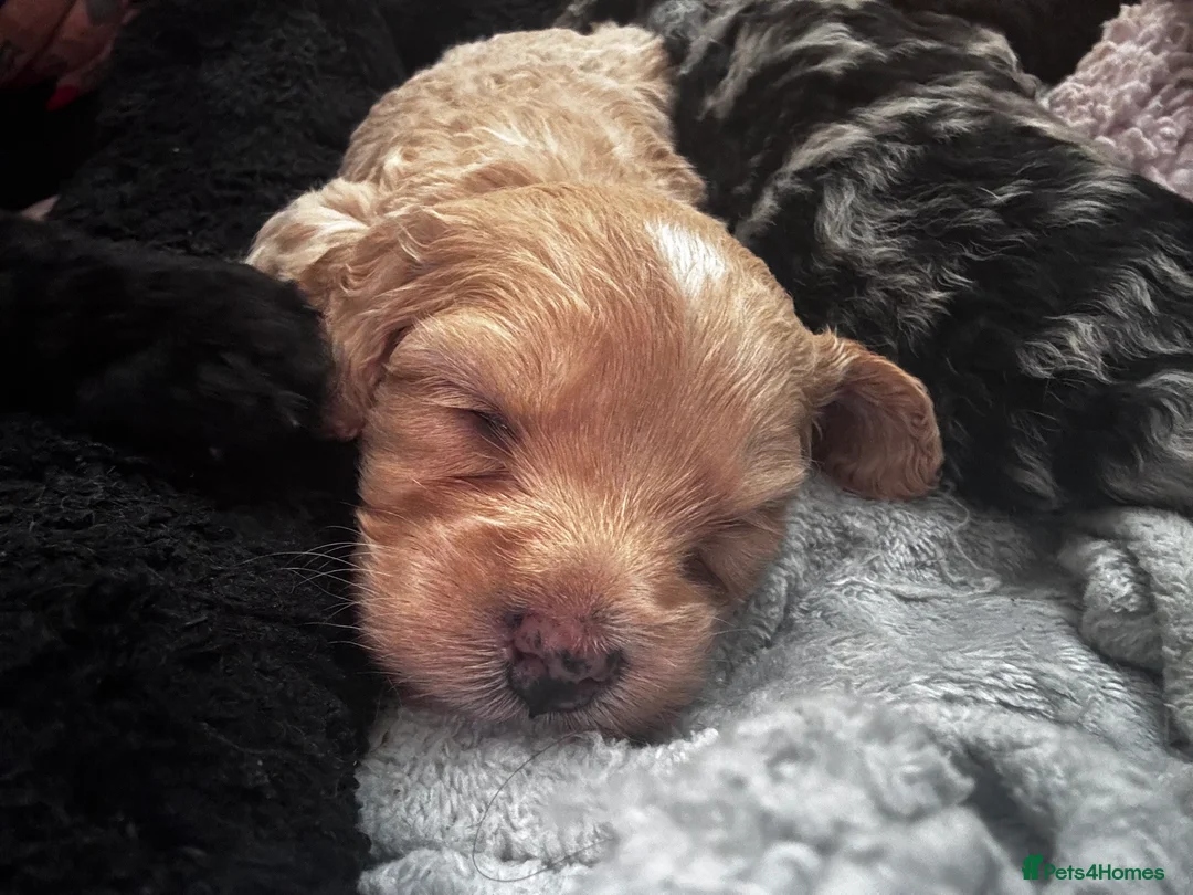 Mixed Breed dogs for sale: 2 female puppies left!  - Advert 2
