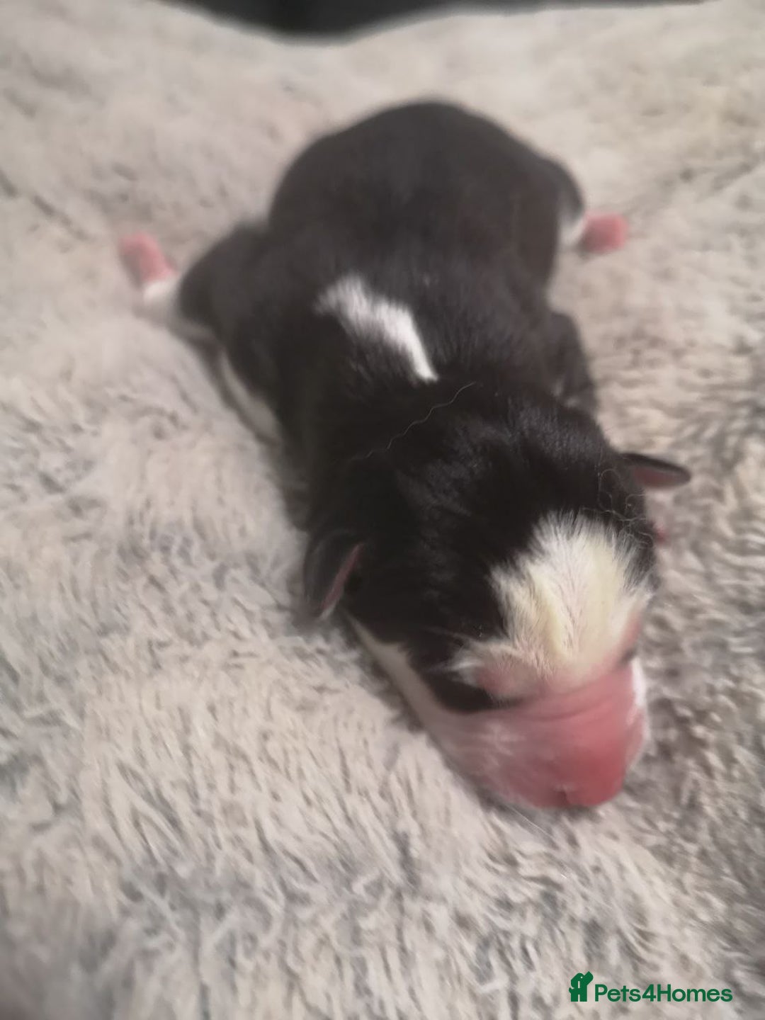 Siberian Husky dogs for sale: Siberian Huskies 1 Male 4 Female - Advert 8