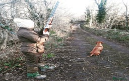 Hungarian Vizsla dogs for sale: Gamekeeper bred KC registered Crufts progeny - Image 21