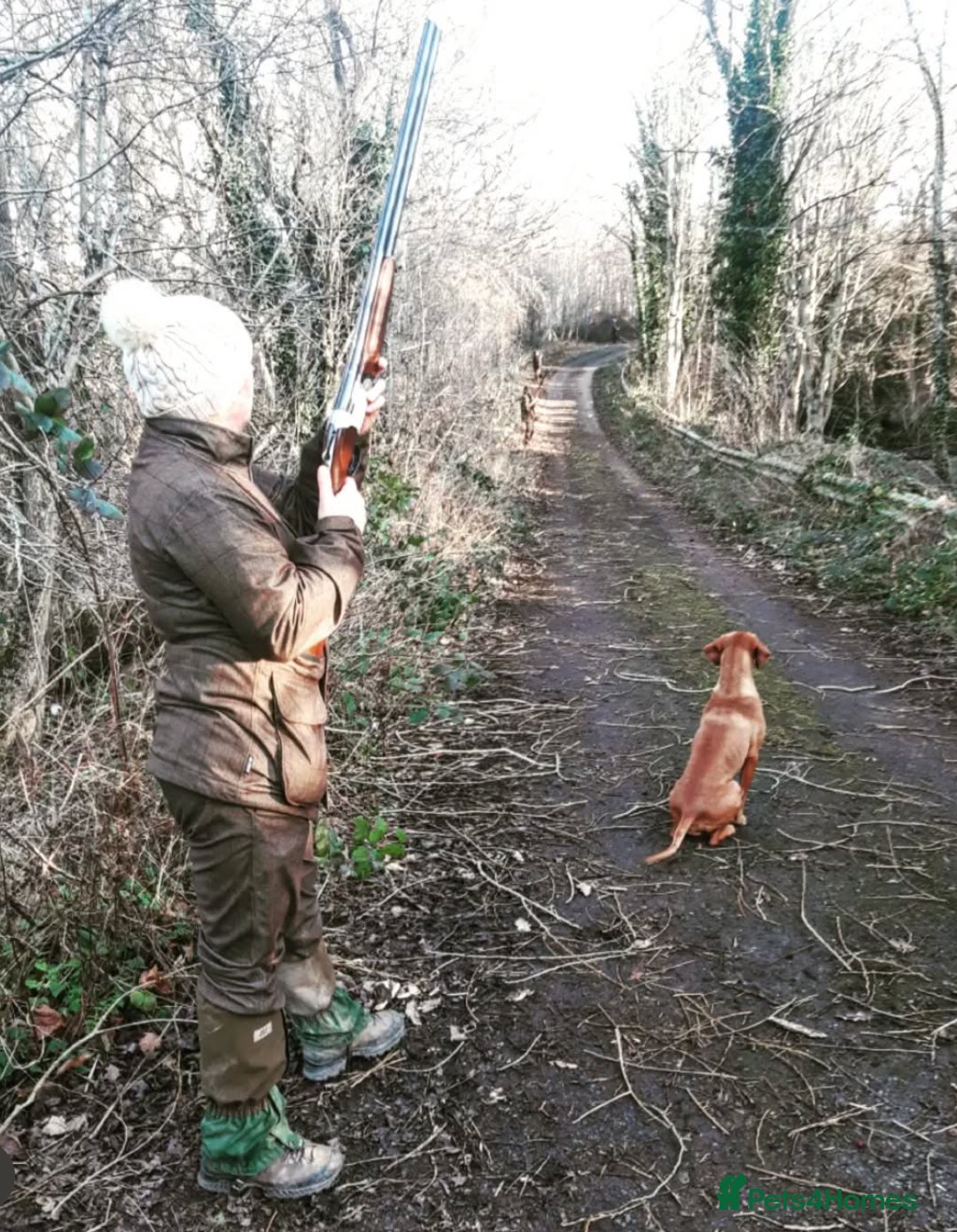 Hungarian Vizsla dogs for sale: Gamekeeper bred KC registered Crufts progeny - Image 21