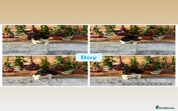 Miniature Dachshund dogs for sale: Ready now Tiny long haired dachshunds  - Advert 5