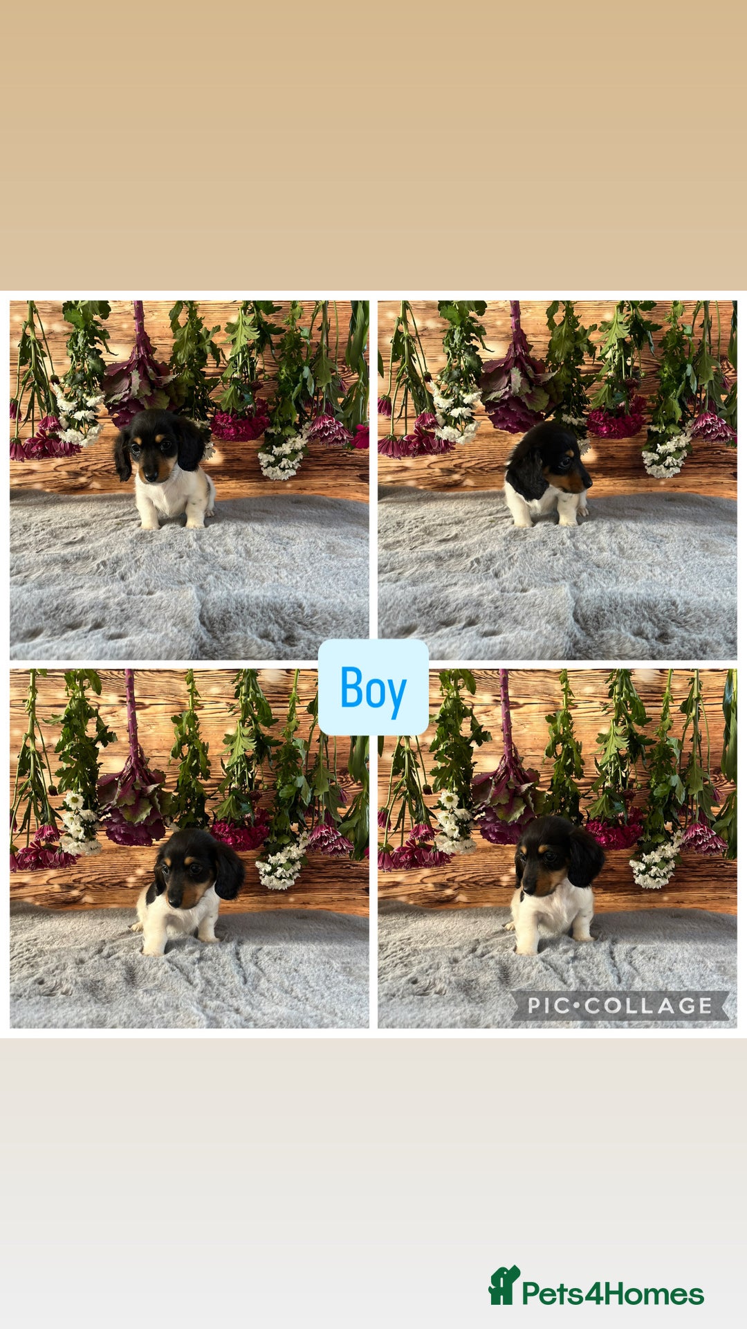 Miniature Dachshund dogs for sale: Ready now Tiny long haired dachshunds  - Advert 5