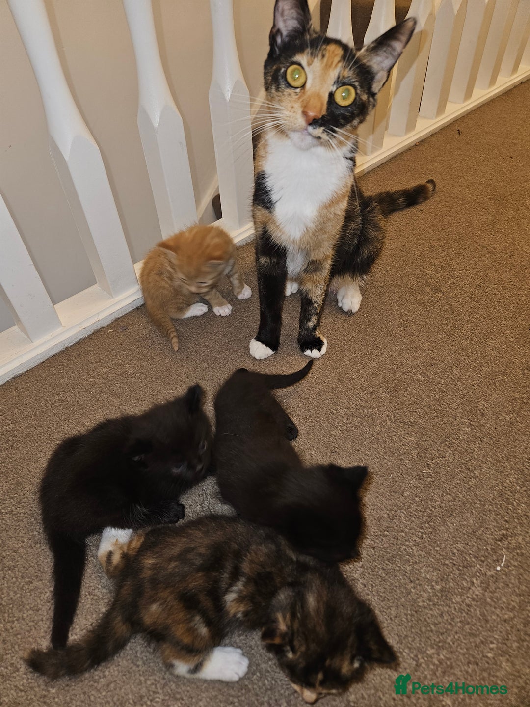 British Shorthair cats for sale: 4 baby kittens and 1 mother  - Image 1
