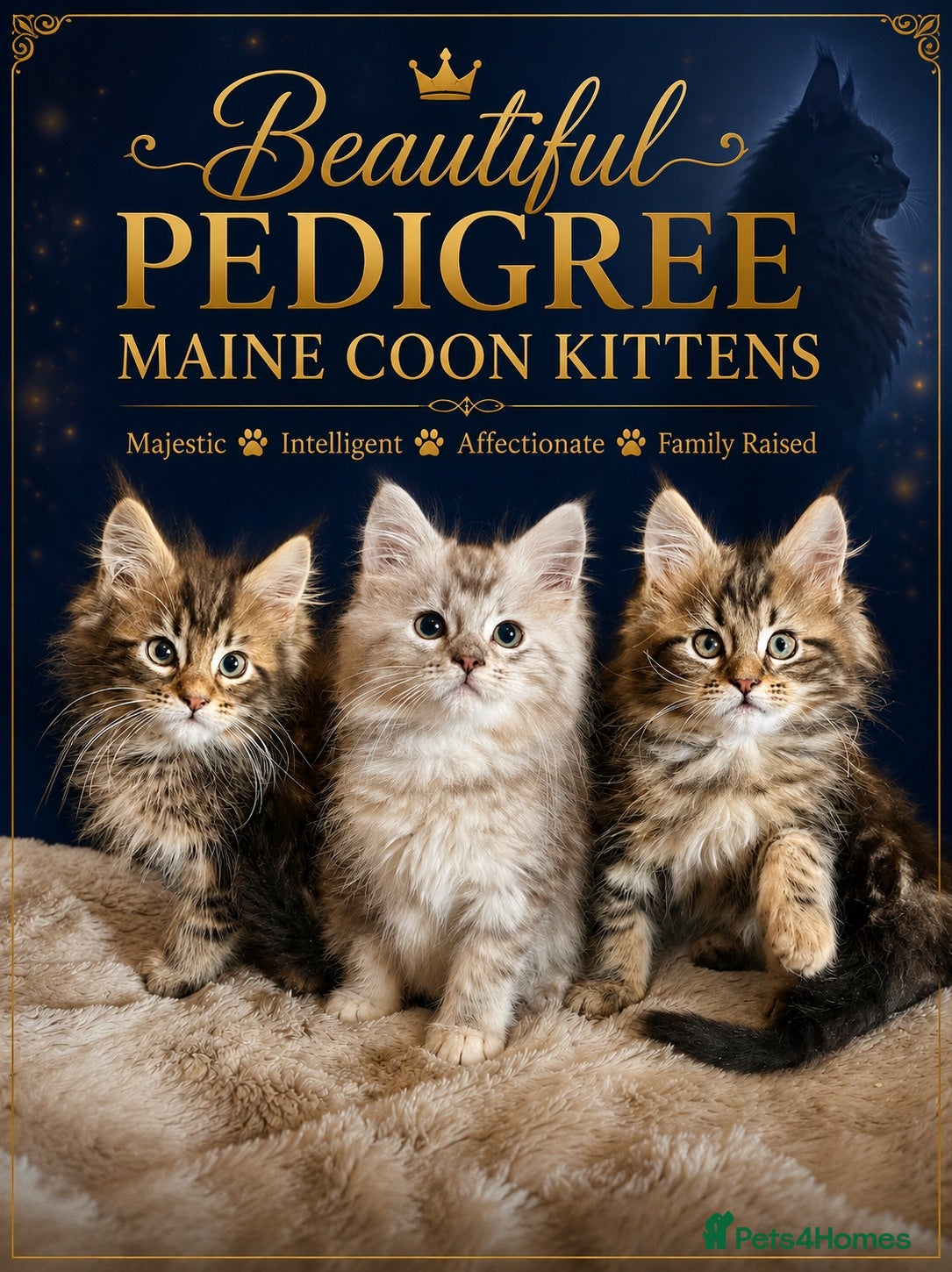 Maine Coon cats Pure Maine Coon Kittens - Advert 8
