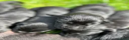 Labrador Retriever dogs for sale: KC registered Black Labrador Pups  - Advert 29