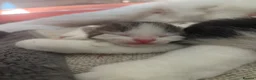 Domestic Shorthair cats for sale: 3 beautiful babies  - Advert 5