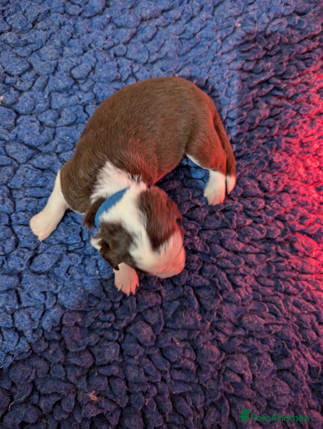 Border Collie dogs for sale: Traditional border collie puppies - Image 5