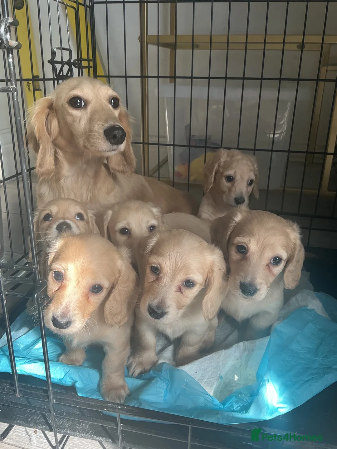 Dachshund dogs for stud: Long haired cream miniature dachshund for stud - Advert 2