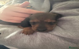 Dachshund dogs for sale: Sausage dogs  - Image 4