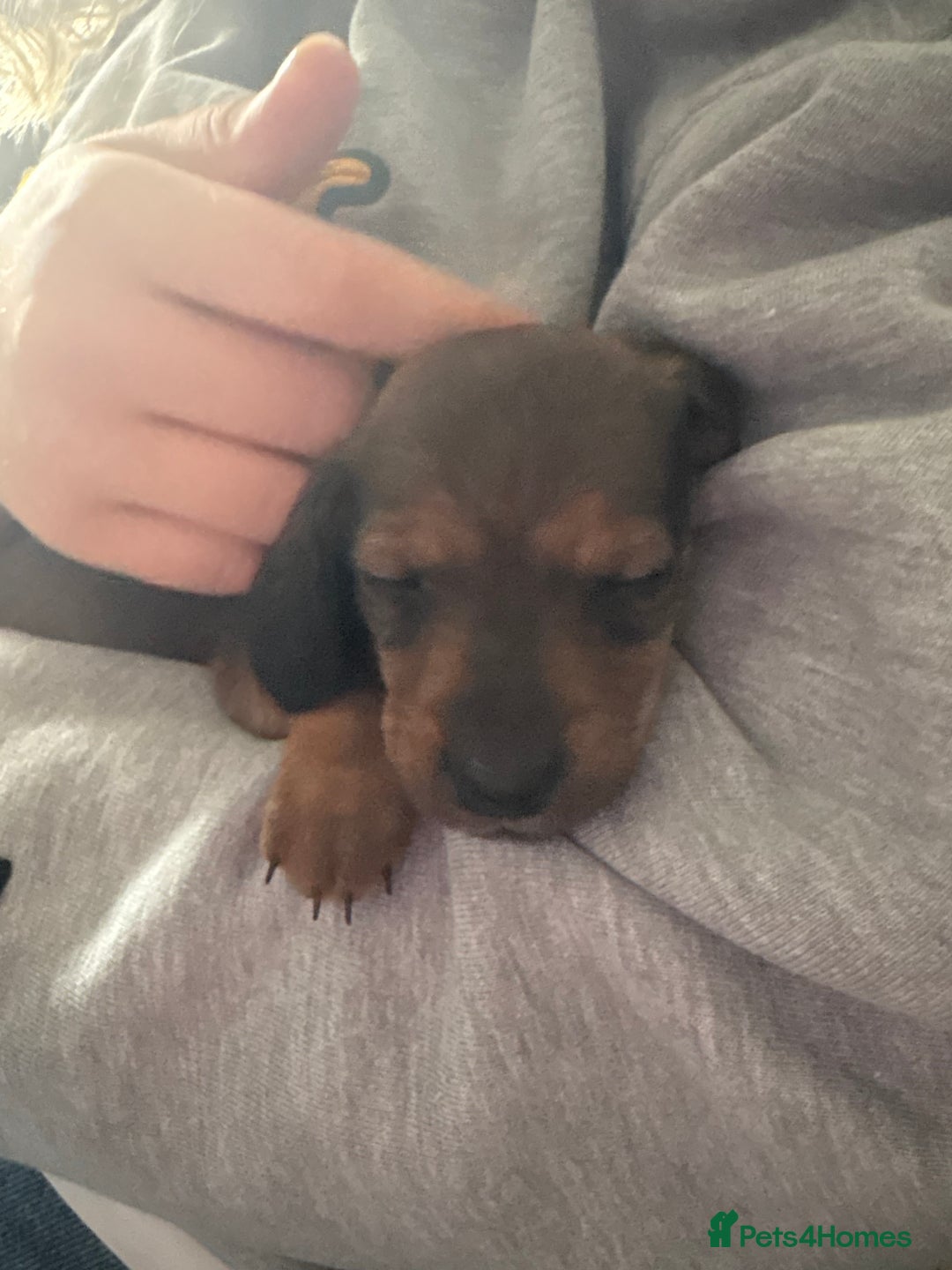 Dachshund dogs for sale: Sausage dogs  - Image 4