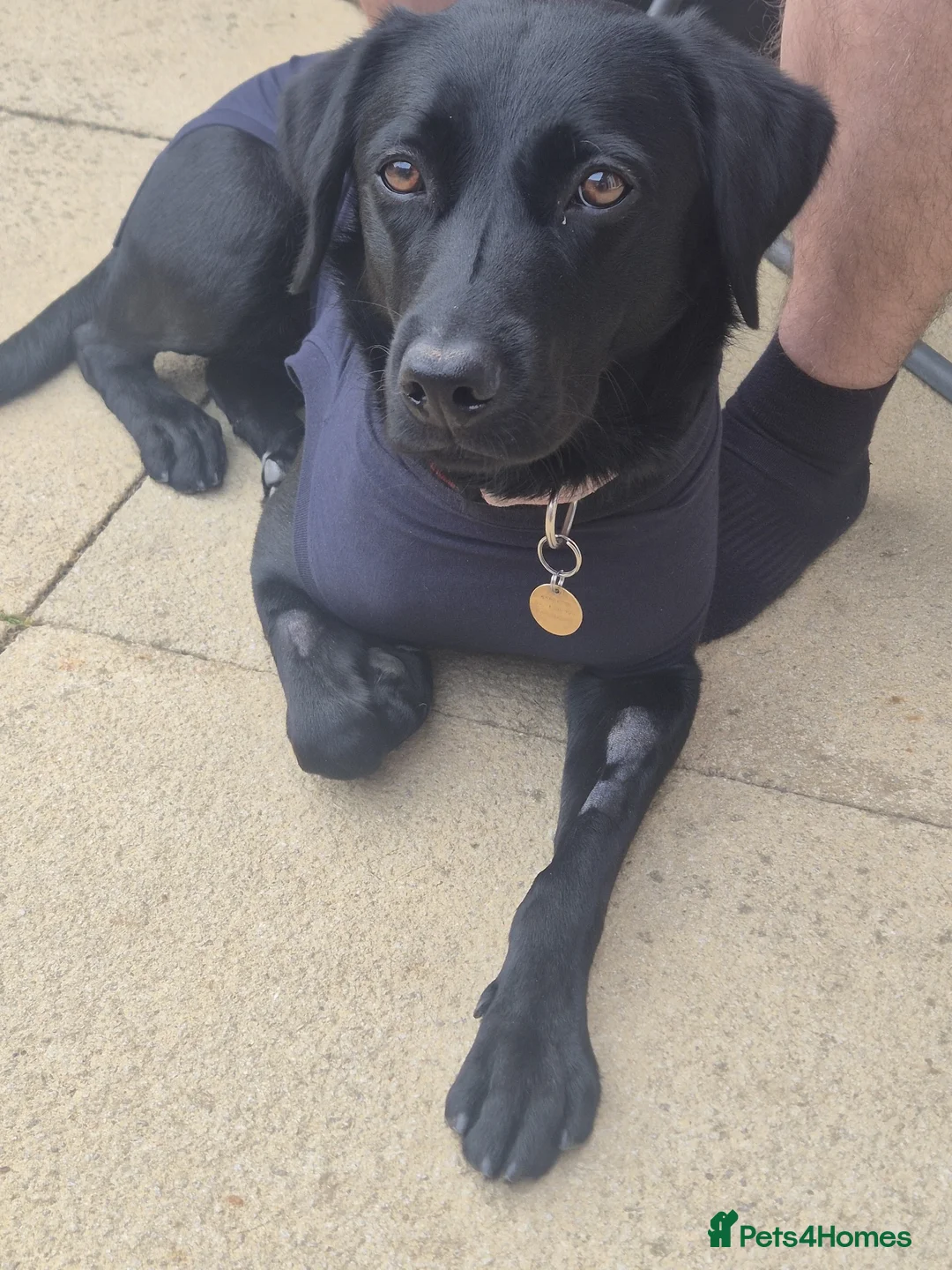 Labrador Retriever dogs for sale: Nova the Labrador  in Bury Saint Edmunds - Advert 2