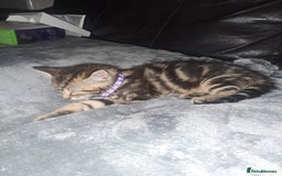Bengal cats for sale: Bengal x domestic short hair female - Image 5