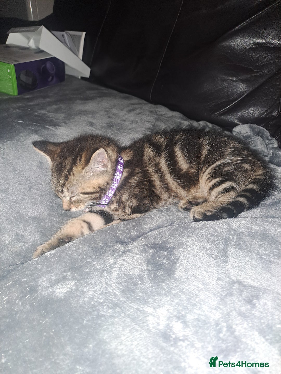 Bengal cats for sale: Bengal x domestic short hair female - Image 5