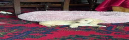 Miniature Dachshund dogs for sale: Cream long haired kc ready to go now - Advert 3