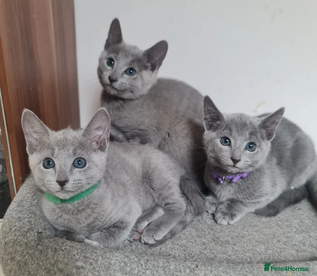 Russian Blue cats for sale: Beautiful Russian Blue Kittens  - Advert 1