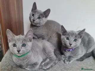Russian Blue cats Beautiful Russian Blue Kittens - Advert 2