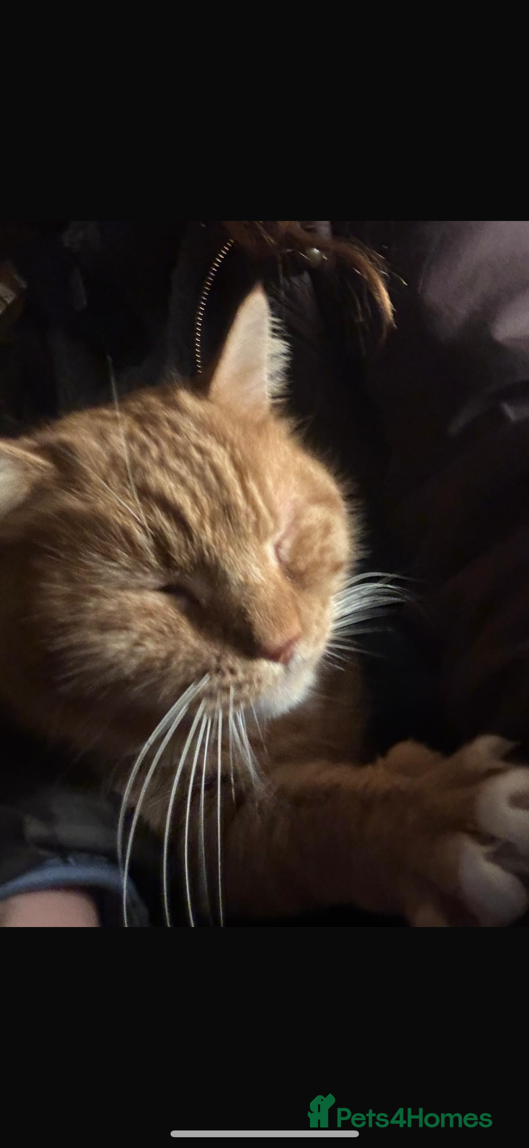 Mixed Breed cats for sale: Rescue cats- adults 🧡 - Advert 6