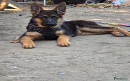 German Shepherd dogs for sale: German Shepherd female 5 month old  - Image 1