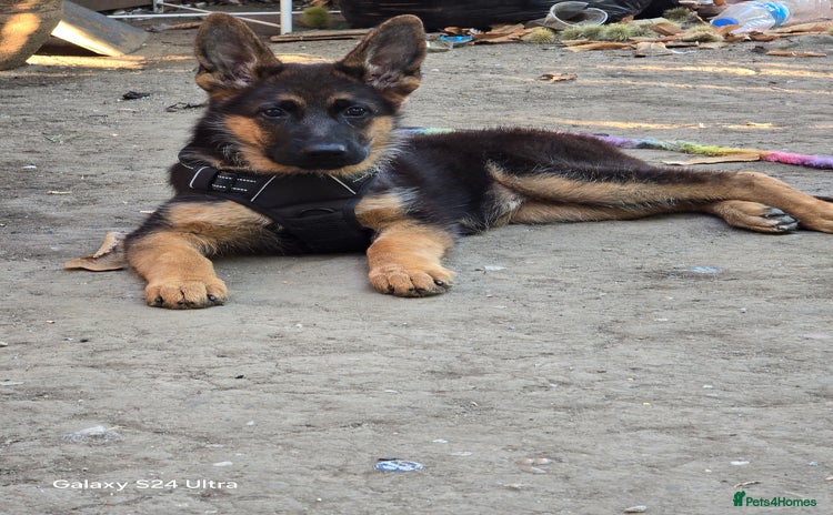 German Shepherd dogs - Advert 10