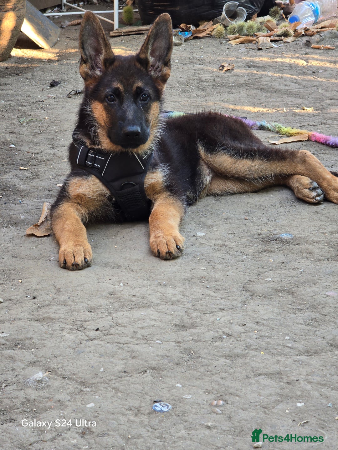 German Shepherd dogs for sale: German Shepherd female 5 month old  - Image 1