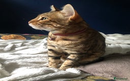 Bengal cats for sale: Beautiful Bengal Boy!  - Image 2