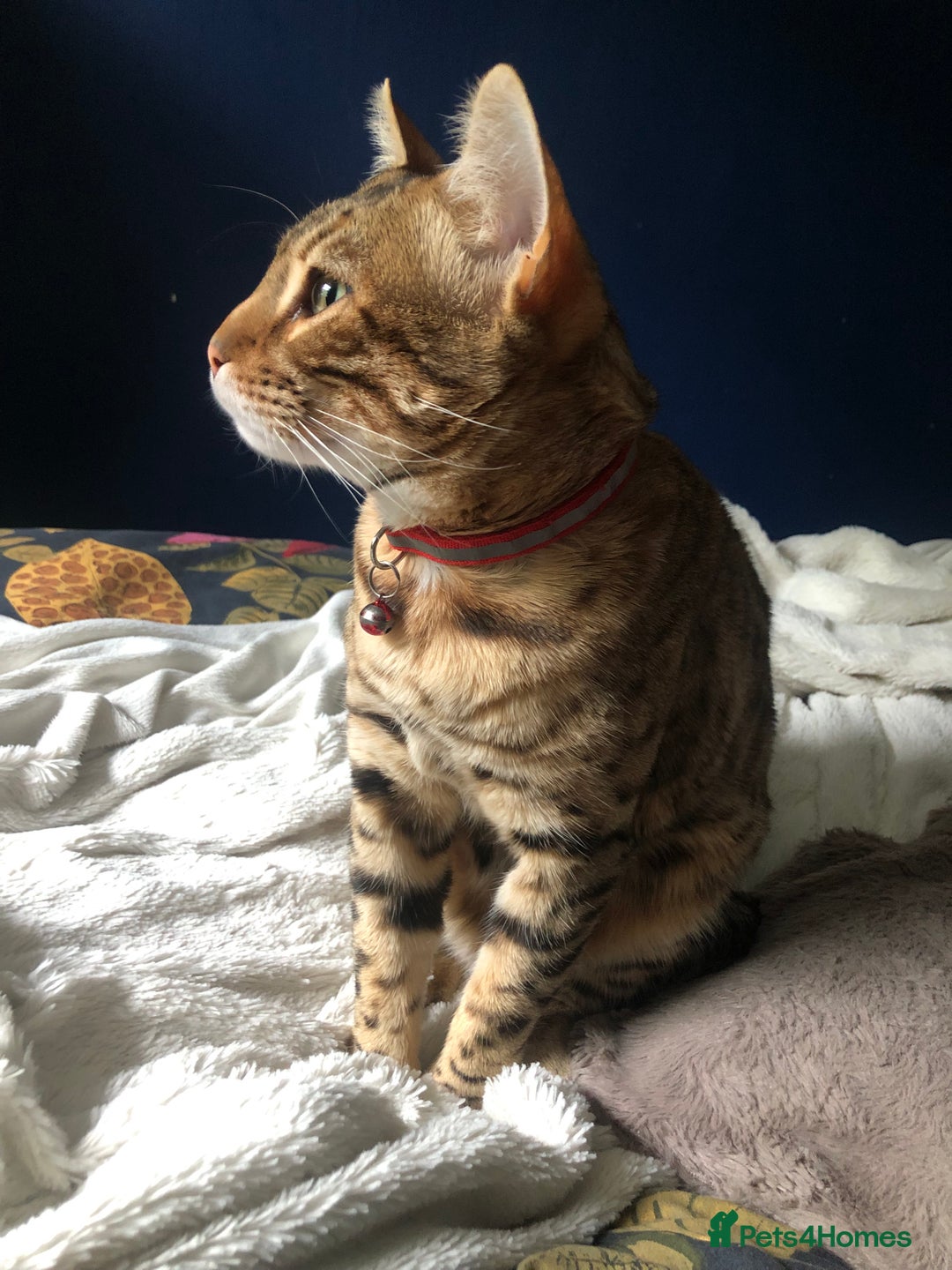 Bengal cats for sale: Beautiful Bengal Boy!  - Image 2