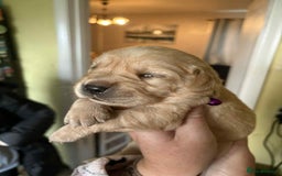 Goldador dogs for sale: Goldador - Image 17