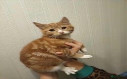 Mixed Breed cats for sale: 3 beautiful kittens available  - Image 8