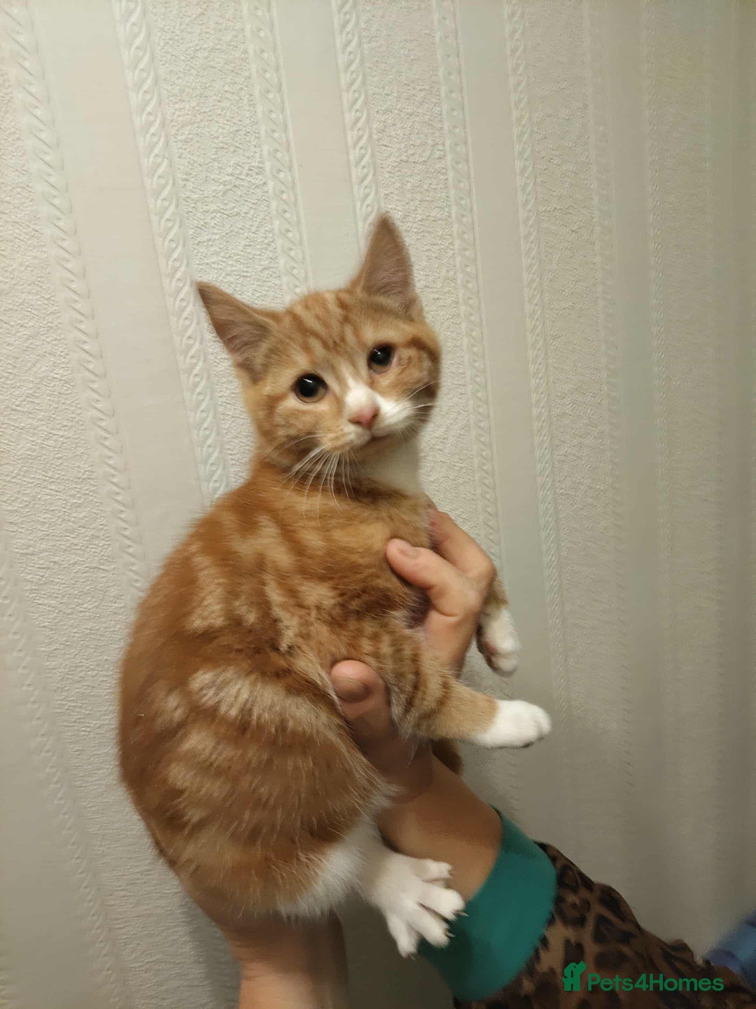 Mixed Breed cats for sale: 3 beautiful kittens available  - Image 8