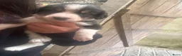 Mixed Breed dogs for sale: Border collie x beagle pups - Advert 2