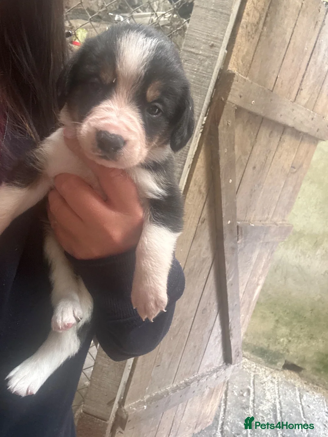 Mixed Breed dogs for sale: Border collie x beagle pups - Advert 2