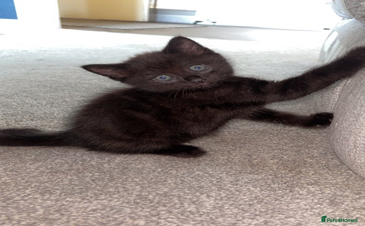 Mixed Breed cats - Advert 4