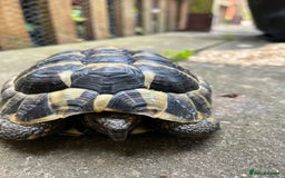Hermann Tortoise reptiles for sale: Two Beautiful Hermanns Tortoises - Image 2
