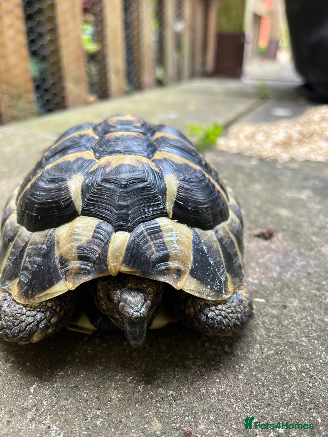 Hermann Tortoise reptiles for sale: Two Beautiful Hermanns Tortoises - Image 2