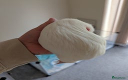 Guinea Pig rodents for sale: 2 Female Guinea Pigs  - Image 3