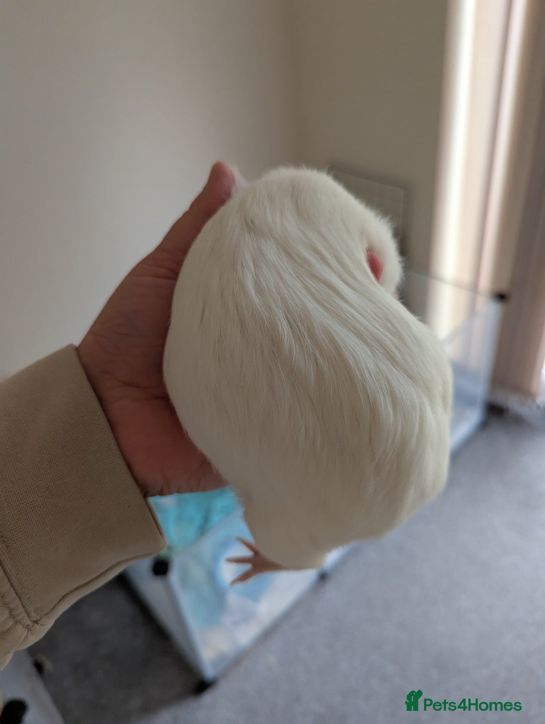 Guinea Pig rodents for sale: 2 Female Guinea Pigs  - Image 3