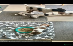 Jack Russell dogs for sale: Jack Russell terrier pup  - Image 4