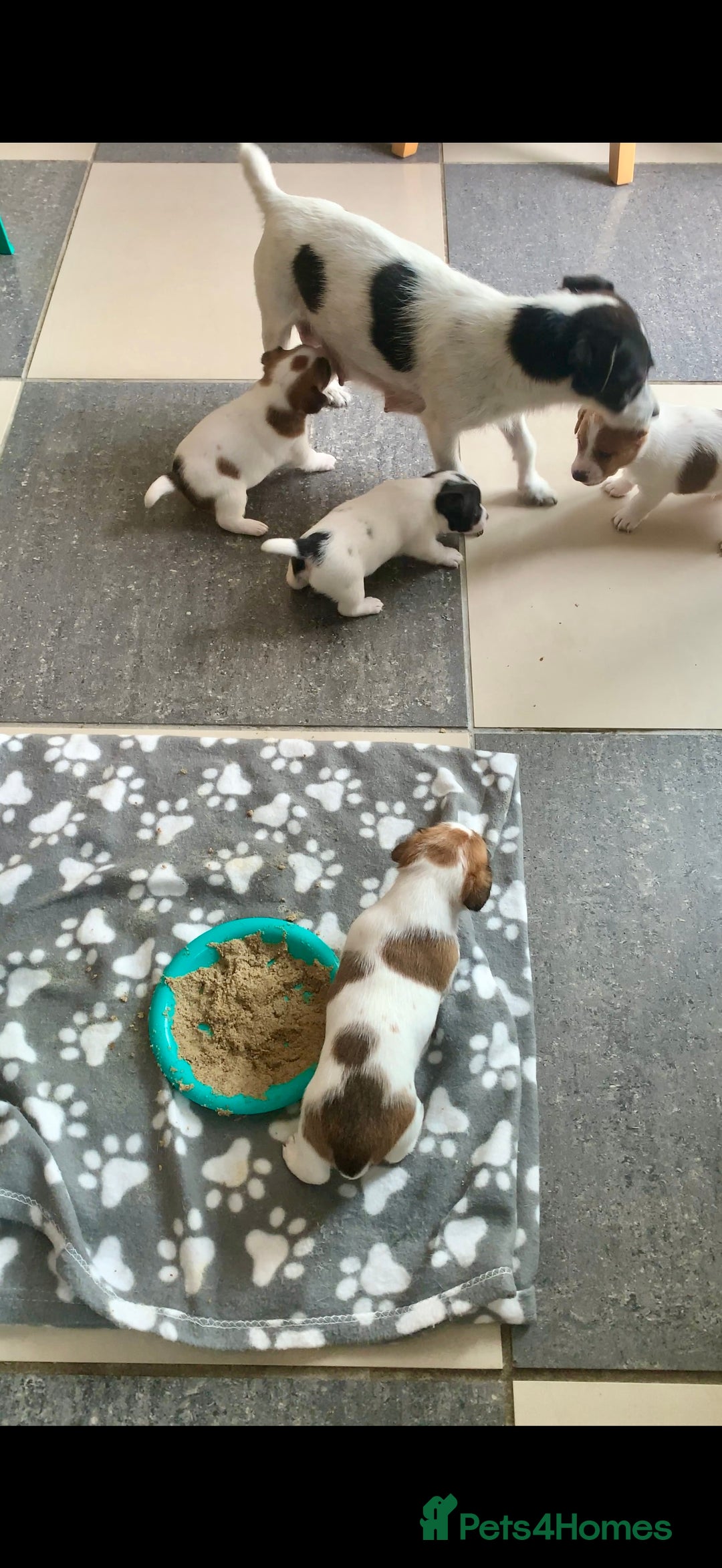 Jack Russell dogs for sale: Jack Russell terrier pup  - Image 4