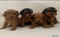 Cockapoo dogs for sale: Gorgeous F1 Cockapoo babies - DNA clear - Image 3