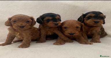 Cockapoo dogs - Advert 16