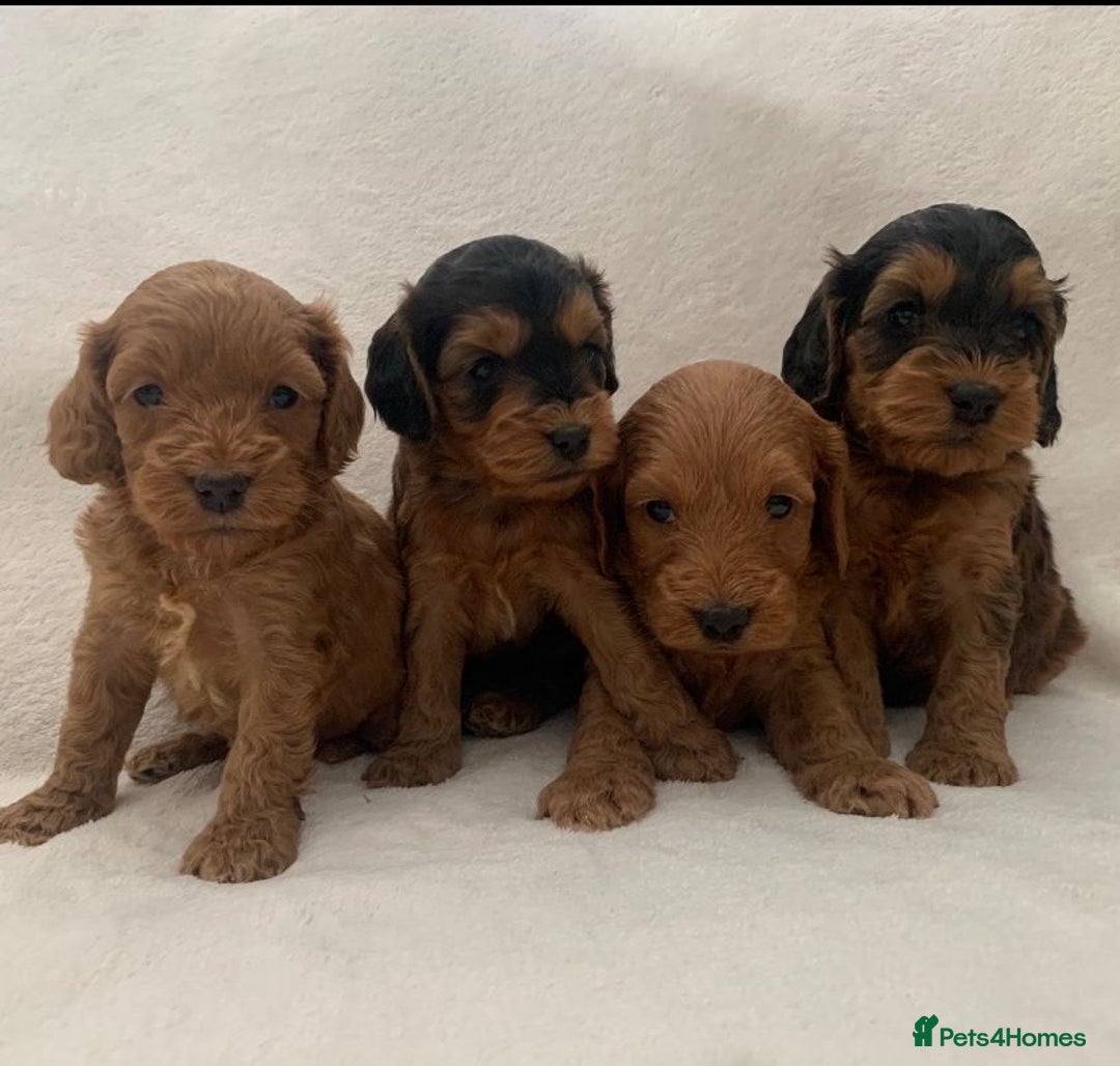 Cockapoo dogs for sale: Gorgeous F1 Cockapoo babies - DNA clear - Image 3