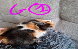 Guinea Pig rodents for sale: 😍 Lovely sows and one boar 💚  - Image 8