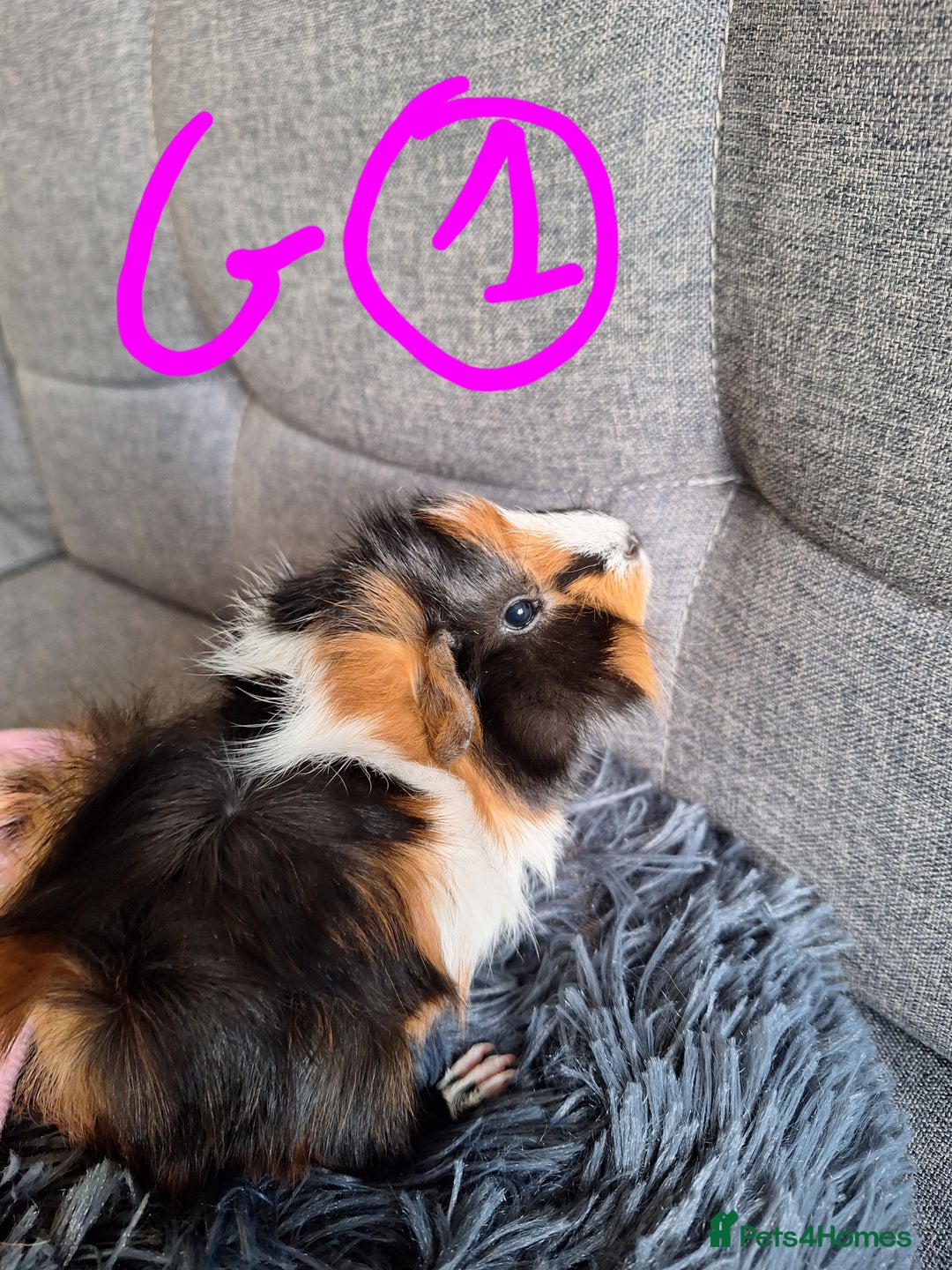 Guinea Pig rodents for sale: 😍 Lovely sows and one boar 💚  - Image 8