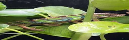 Chameleon reptiles for sale: Ambilobe chameleon  in Bristol - Advert 3