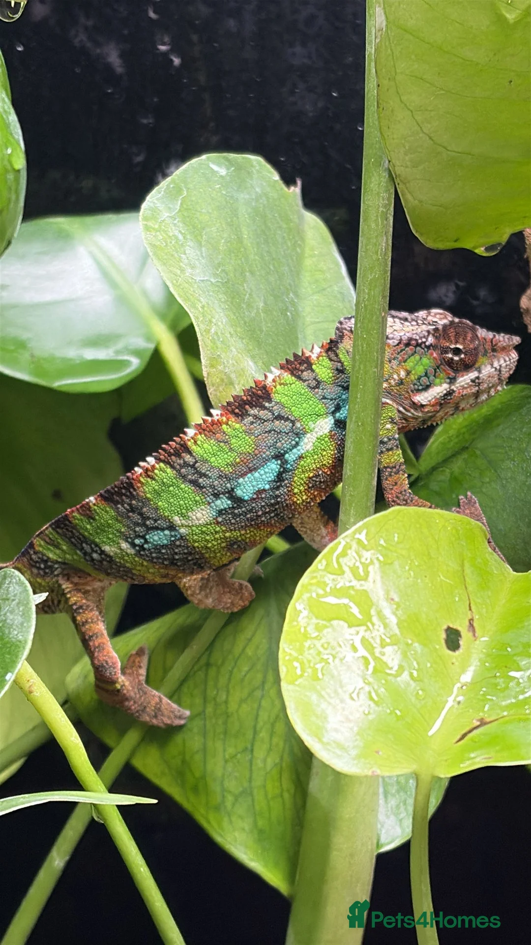 Chameleon reptiles for sale: Ambilobe chameleon  in Bristol - Advert 3